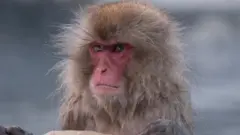 Japanese macaque or snow japanese monkey (Macaca fuscata), portrait, Japan
