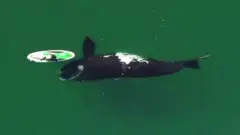व्हेल