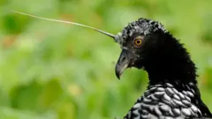 Michael Palin presents the horned screamer.
