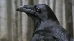 Karga