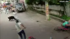 भालू