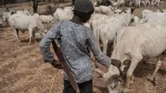 Wasu makiyayan sun yi na'am da dokar hana kiwo ta jahar Benue yayin da wasu suka ki amincewa da ita