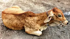 ગાય