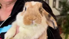 ‘Hare BnB’: đọc truyện cho thỏ trước khi ngủ.