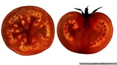 THOMAS FESTER/SCIENCE PHOTO LIBRARY