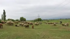 heyvan qoyun mal-qara qarayara