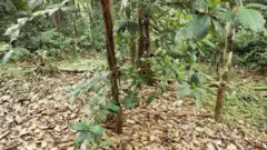 Nativos evitam clarões misteriosos na mata, onde ocorre curiosa simbiose de árvore com inseto.