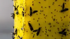 Mouches sur un fond jaune