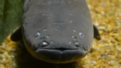 الیکٹروفورس ورائے