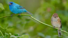 ወፎች