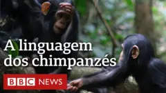 Pesquisa aponta que humanos são capazes de compreender gestos usados por esses animais para se comunicar.