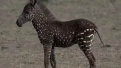 जेब्रा