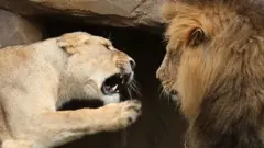 સિંહ