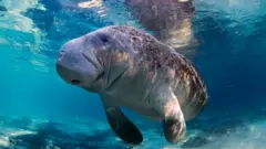 Manati nadando