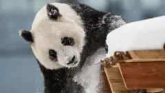 panda