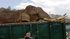 யானை