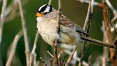 White-crowned sparrow