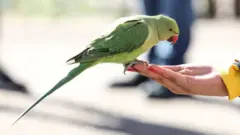 طوطے، پیراکیٹ