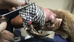 Anteater paw wrapped in tilapia skin