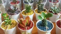 Laligar Nursery tanaman hias