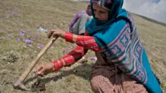 यार्सा
