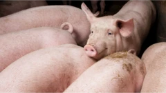 รูปหมู