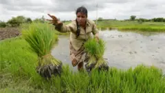 పంటల బీమా