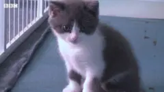 قط بسبعة أرواح