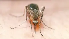 Mosquito