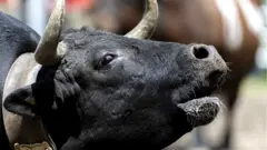 cow,ગાય