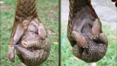 Pangolin in Sri Lanka