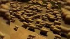 टर्कीमा भेडाको बथानले यसरी लकडाउन उल्लङ्घन गरेका भ