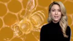 бджолярка