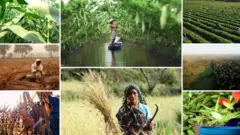 ภาพคนทำงานในภาคเกษตร