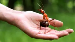 Гигантский муравей на ладони