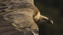 Белоголовый сип