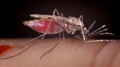 ጣንጡ