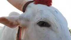 ఎద్దు