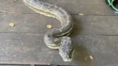 ገበል