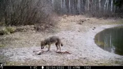 Тварини Чорнобиля
