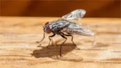 Stock photo of a fly