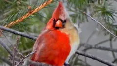 Northern cardinal