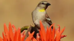 పిచ్చుక
