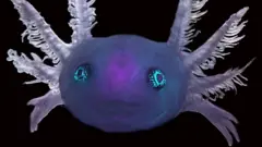 Foto microscópica de um axolote transgênico