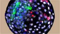 Human cells were grown in an early monkey embryo