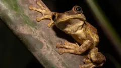 Sapo amazônico