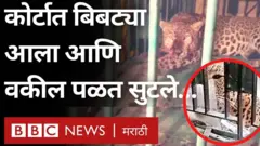 बिबट्या