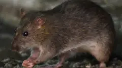 ఎలుక