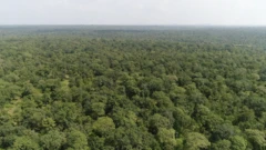 பக்ஸ்வாஹா காடு