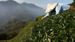 台灣茶農如何應對全球氣候變遷？